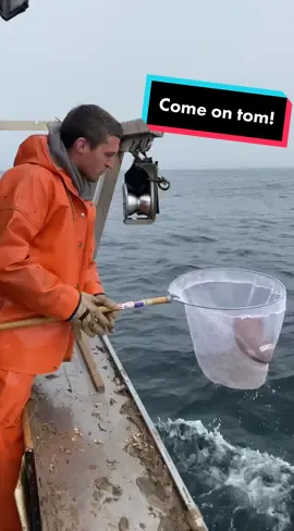 Someone tell @tombrady they’re not all making it to the moon!! #🤣  #catchoftheday #rarecatch #lobsterfishing #oceans #football #tombrady #fy #fypシ