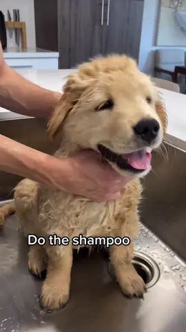 Colin gets his first bath 🛀 😆 #dogbath #puppy #dogslover
