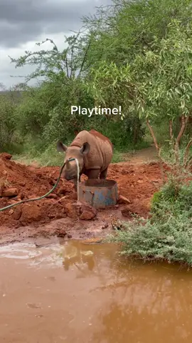 Keeping cool in Tsavo, Apollo style! #animalrescue #rhino #water #hose #tsavo #kenya #fypage #wildlife