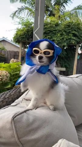 #ad Just imagine Huxley’s thoughts when getting the neighbor ☕️😆 Tag @chewy in your video for this sound! #ChewyChattyPets  #NationalDogDay
