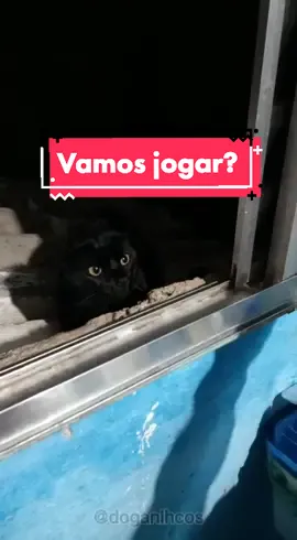 Luta por sachê 😨 #funnyy #memestiktok #vaiprofy #catsoftiktok #gatostiktok  #PetsOfTikTok #cat #gameover #fypage