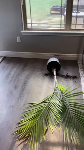 Let’s take a vote. Who did it? Zia or Storm? #doberman #dobie #dobermans_of_tiktok #guilty #pamthepalm #PetsOfTikTok #troublemakers