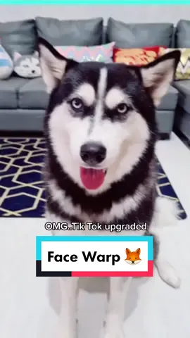 Kok Luna jd kayak musang?🦊Follow IG@falcon_samoyed #husky #siberianhusky #dogsoftiktok #foryou #foryoupage #fyp #fypシ #facewarp #beranda #viral #4u
