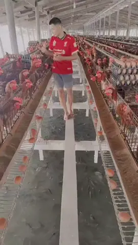 ฟาร์ไก่ไข่ใช้ขี้เลี้ยงปลาดุก#agriculture #tiktokuni #success #เกษตรกร #foodtiktok #tiktok #fun #fyp #fypシ