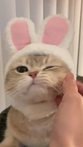 Cash will always give respond to your  compliments. 😘#catsoftiktok #cutecat #cat