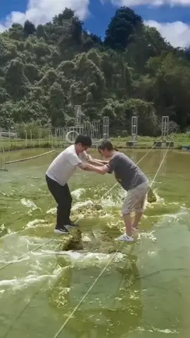 crocodile vs Human