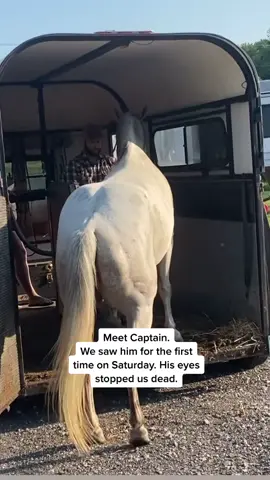 Wait for it!!! That ENDING 😭😭😭 meet our sweet best boy Captain! #horselife #horsegirl #rescue