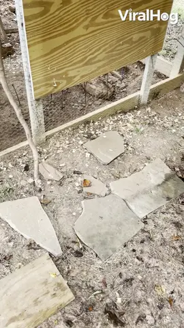 Verified This brave chicken managed to successfully chase off a black racer snake! 😲🐍🐔 #viralhog#snake#chickens#brave#standyourground#Georgia