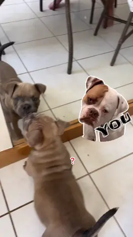 #americambullly #americambullydog #pitmonter #petz #pets #PetsOfTikTok #petslover #cachorrinho #reels #asmr#fugadejetski #jetpuffedsmourth
