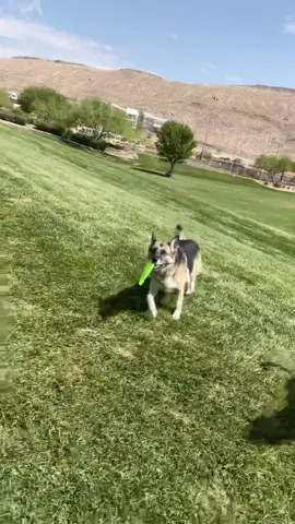 @goxxly I can’t get rid of mine either. They just won’t stop following me 😂 #dogs #dogtok #dogtiktok