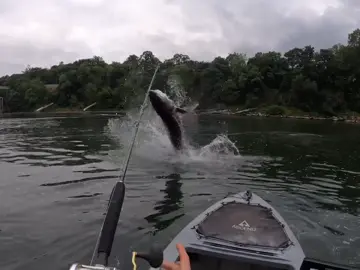 9ft+ sturgeon almost lands in my kayak!#kayakfishing #kayak #sturgeon #sturgeonfishing #pacificnorthwest #oregonfishing #rivermonsters #fishing