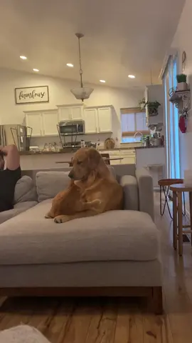 Just a little update on my pup and cat!! 😂#goldenretriever #dogtiktok #catsoftiktok #cat #dog #catanddog #animals
