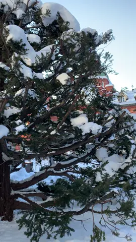 ศาลากลางจังหวัดฮอกไกโดเก่า อะกะเร็งกะโจฉะ (ศาลากลางอิฐแดง) (Former Hokkaido Government Office Building (Red Brick Office) #tiktoktravel #fypシ