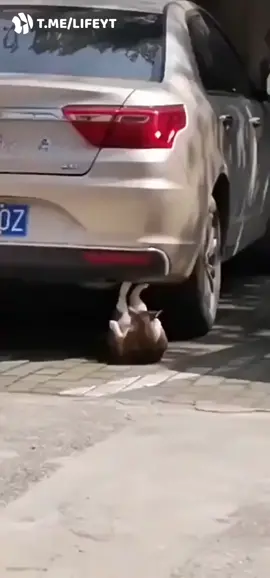 This cat did more push up then I have this year 😳😴.      #fypシ #ChewyChattyPets #viralvideo #funnyy #catsoftiktok