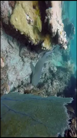 #sea #submarine #seaded #thetitanic #foryou