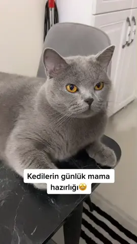 Pufi’nin mama rutini😻 #britishshorthair #kediler #kedim #keşfet