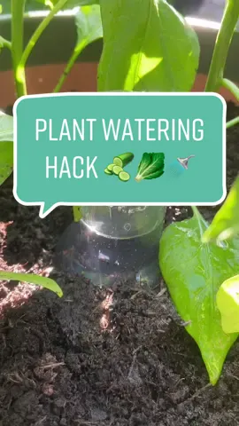 #howto water your plants, the easy way😊! #planttips #plantsoftiktok #LearnOnTikTok #garden #gardening #DIY #plants #PlantTok #LifeHack #recycle