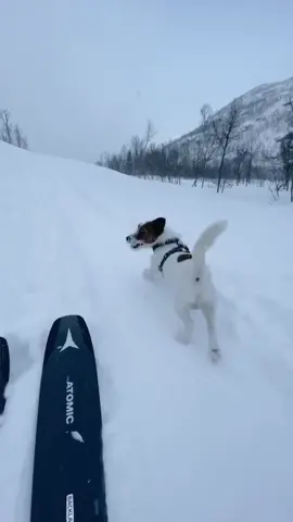 Happy International Dog Day! Check out this EXTREME ski doggo 🐾 (🎥 insta acejrt) #UNREEL #EXTREME #ExtremeSports #Dog #Adventure #Mountains #Skiing