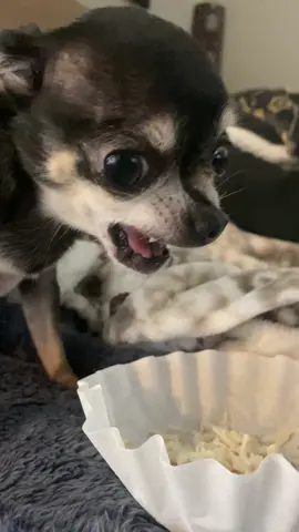 Mine. Mine. Mine. Btw did I say it’s mine!! #fyp #foryoupage #chihuahua #meangirl #angrybird #mine #dogswithattitude