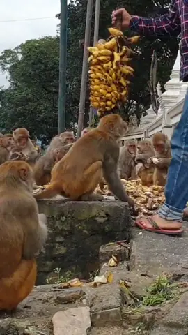 feeding monkey #feedinganimal