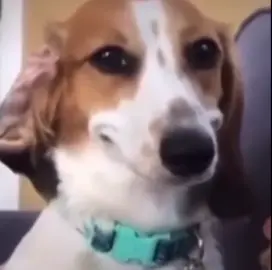 #badtothebone #dogsoftiktok