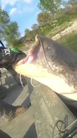 Landing a Big Mama #catfish #siluro #yurigrisendi #fishing #catfishing