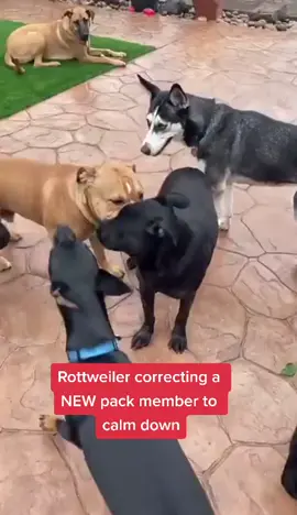 Sire shows Who is the alpha dog. #dogs #dog #correcting #alpha