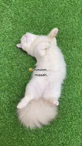Anak gadisku birahi lg ☹️ huhu sabar ya nak cantik.. #kucingbirahi #catsoftiktok #munchkincat #StayColorfitAtHome #Tokopedia12Tahun #PilihanJagoan