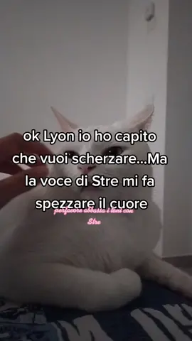 #perte @strecattogatto TI VOGLIO UN MONDO DI BENE