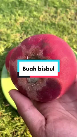 Enak sih enak,buah bisbul harum banget seperti wangi bidadari kayangan #NoMoreSkinDrama #beranda #fyp