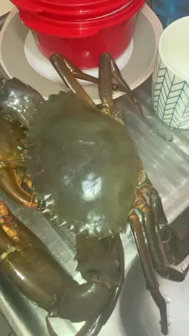 #cookingmudcrabs #cookingseafood #seafood #seafoodboil #mudcrab #mudcrabs #giantmudcrab #crab #crabbing #youtude #fortheboys #mudcrabvskingcrab #NT