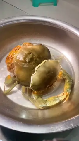 Crab molting#fyp #foryou #foryoupage #Cool #nice #funny