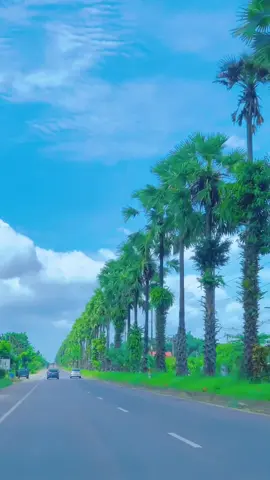 เกาะกลางถนนต้นตาลโตนดที่เดียวในไทย #ที่ไหนจ๊ะ #ตรัง
