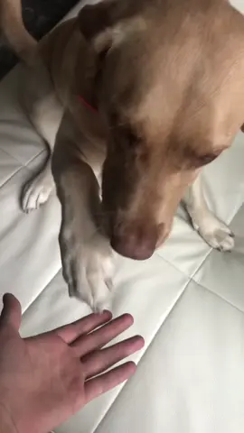 She’s lucky she’s cute 🥰 #dog #puppy #veterinarian #labradorretriever