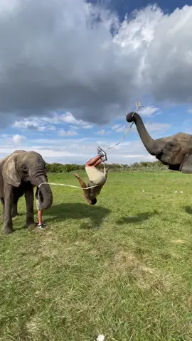 These animals are so incredibly smart and beautiful 🥺🐘 #elephant #beauty #NeverStopExploring #animals #flips
