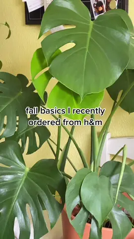 let me know if you want a try on haul 🤎 #hm #falloutfits #fashiontiktok