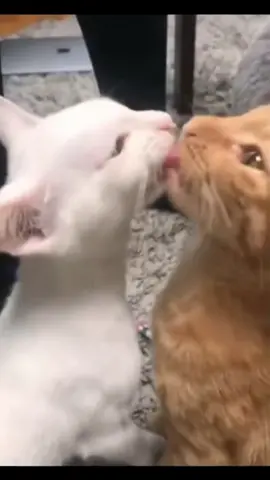 Parents are so affectionate, children are a little confused#fyp #foryou #foryoupage #cute #funny #cat