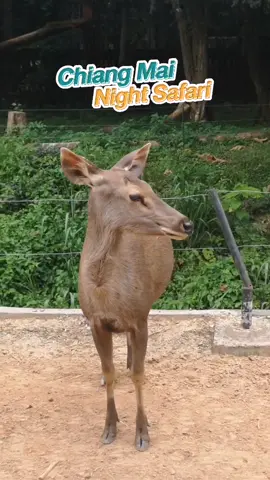 วันนี้ (3 ก.ย.64) .. #เชียงใหม่ไนท์ซาฟารี เปิดให้เข้าชมตามปกติเป็นวันแรก🎉 น้องดีใจมาก มีพี่ๆ มาเที่ยวหาเยอะเลย🐐 น้องทำตัวไม่ถูกเลยค่ะ 🥰 .. #สวนสัตว์กลางคืน #ที่เที่ยวเชียงใหม่ #FYP #nightsafari #chiangmai #รีวิวเชียงใหม่ #หนึ่งเดียวในประเทศไทย