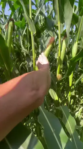 Süt mısırı 🌽 közdemi, yoksa haşlanmış’mı senin favorin hangisi ? #sütmısır #mısır #közdemısır #haşlamamısır #outdoorcooking #amazingvideo #yummyfood