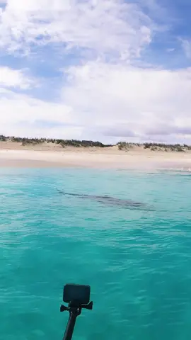 big tiger sharks goes straight between my legs, he was hunting for turtles in the shallows and I was trying to film it