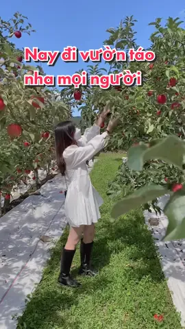 Cuối tuần này đi hái táo ở 가평 nè 🍎#duhocsinh #hanquoc #여행지추천 #농장 #체험 #가평 #사과