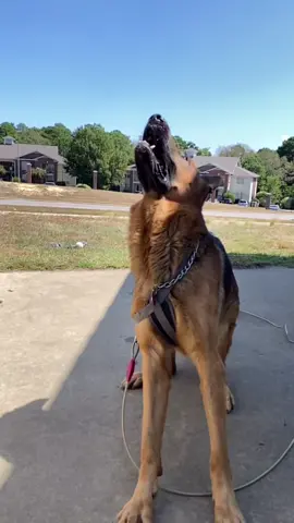 @trulyfire_kimberly346 #katespadenyonthemove #fireguynation #CinderellaMovie #NOTSINGLE #NC #CT #dogsofttiktok #dogfaysofsummer