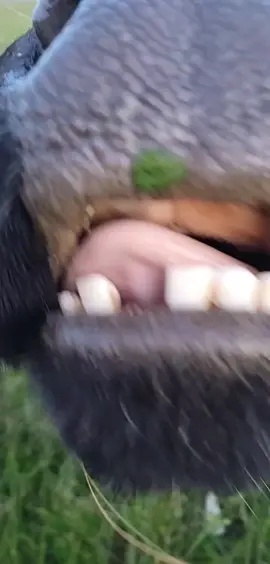 #sandhills #longhorn #cattle #ranch#steer #cowboy #tooth #funny #fyp