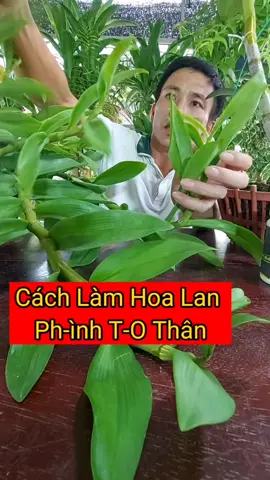 cách chăm sóc hoa lan phình Thân TT.O #namxelan90 #chamsochoalan #hoalan #hoalandep #landotbien