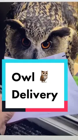 Owl Deliver #hogwarts #letter #nice