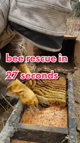 we love it when they cooperate #savethebees #beetok #beerescue #bees #beekeeper #nature #animals #honey #satisfyingvideos #mrmrsbeerescue #fypシ