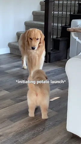 ⚠️ Watch out for sneaky potatoes 🥔