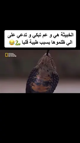 #fyp #explor #tiktok #تس #🐍 #😂 #