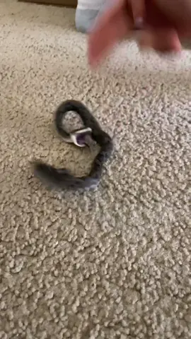 have you ever seen a snake perform a trick? 😂 Eastern Hognose snake playing dead on command 🐍 #herping #snakes #animals