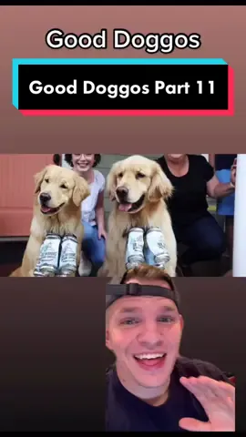 Reply to @chaxhayer  Good Boys 🐶 #fyp #xyzbca #dog #doglover #goodboy #doggo #gooddog #pet #petlover #hearttouching #truestory #storytime